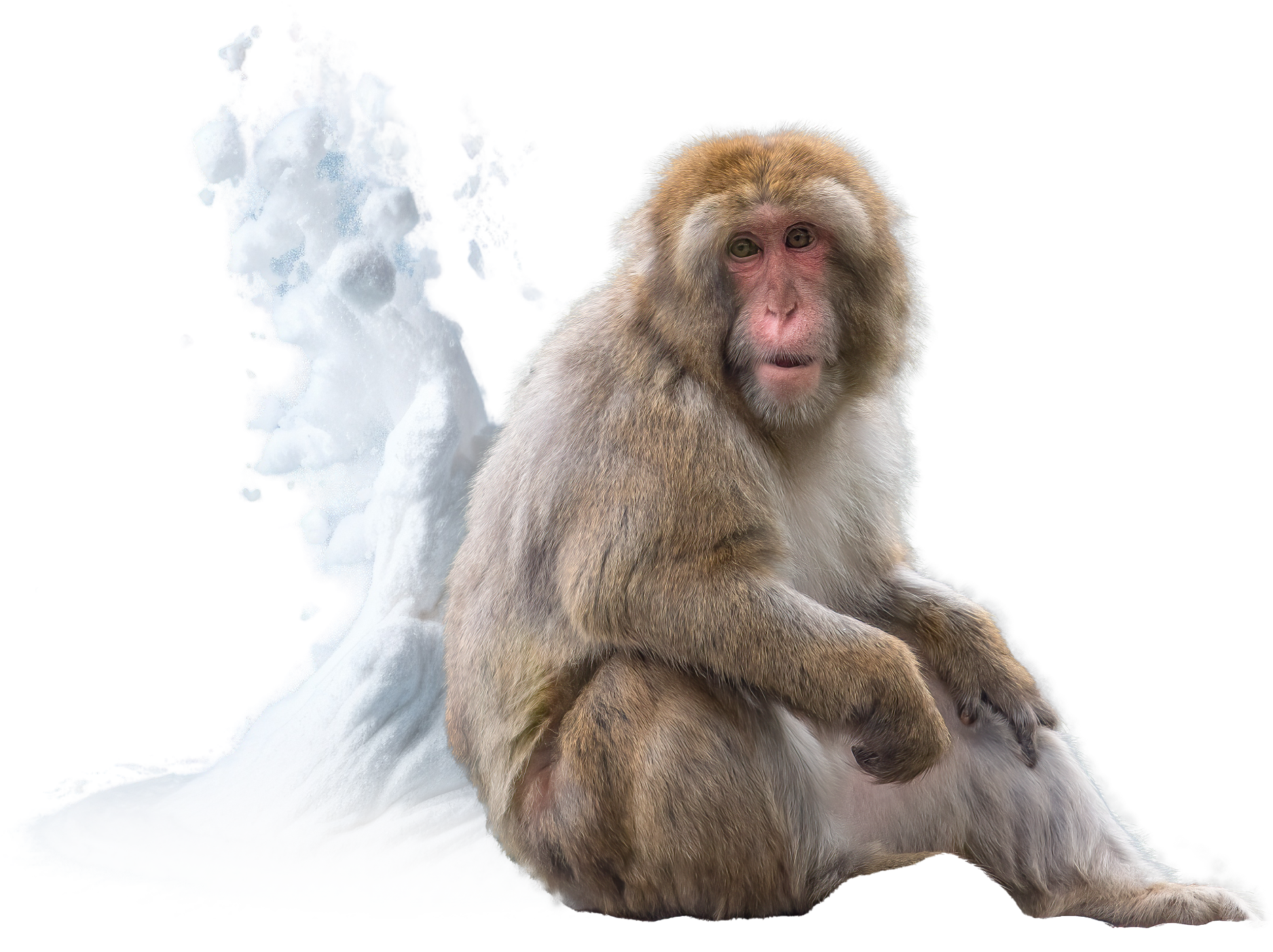 Macaques